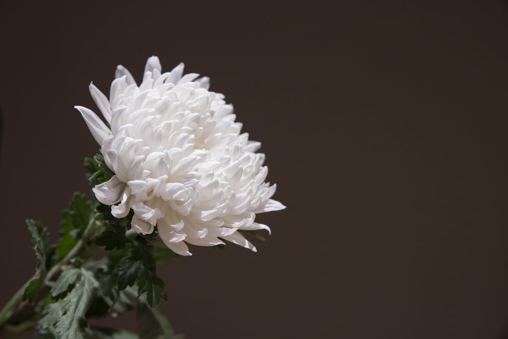 a white flower with green leaves - Wrongful Death Cases